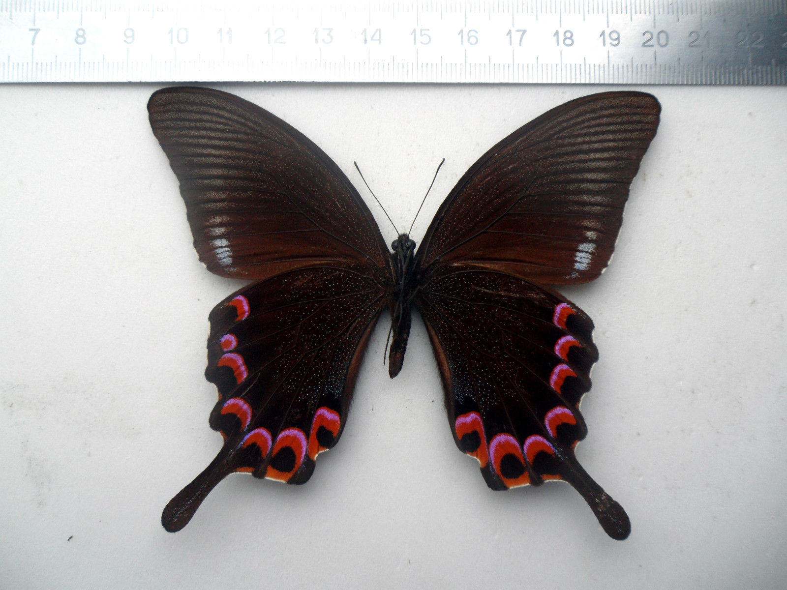 Papilio hermeli male (verso, Aberration) (Internet Image property of respective owner, non-commercial use only)